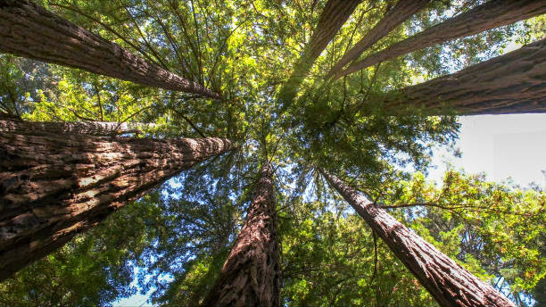 How Our Tree Care Process Works  in Long Beach, MS